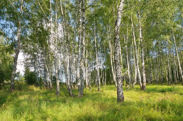 Björk grove i sommar — Stockfoto