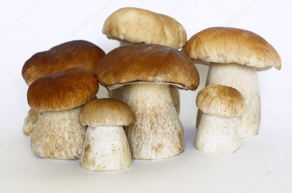 White mushrooms on a white background