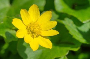 Düğün çiçeği bahar (lat. tipik ficaria) portre