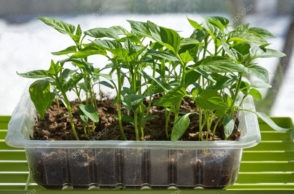 Seedlings of sweet pepper