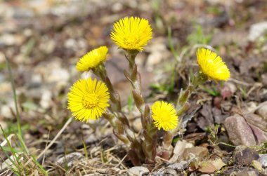 Tussilago farfara tıbbi bitki