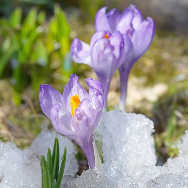 Purple Crocuses in snow — Stock Photo, Image