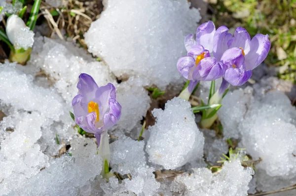 Фіолетові крокуси в снігу — стокове фото