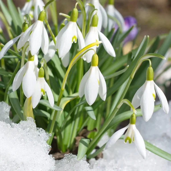 Snowdrop flowers in snow closeup — Stock Photo, Image