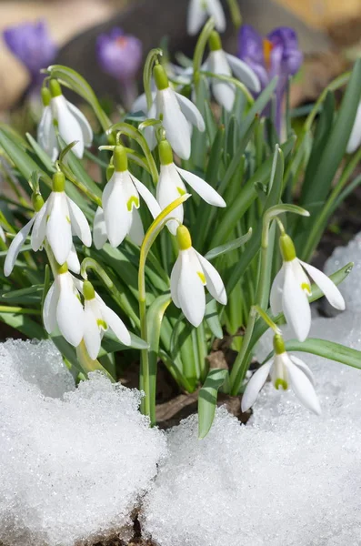 Snowdrop flowers in snow — Stock Photo, Image