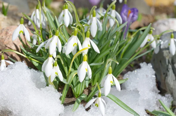 Bucaneve fiori nella neve — Foto Stock