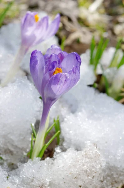 Mor çiğdemler karda — Stok fotoğraf