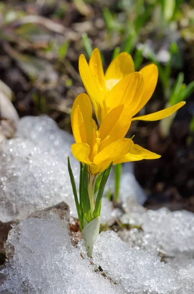 Жовті крокуси в снігу — стокове фото
