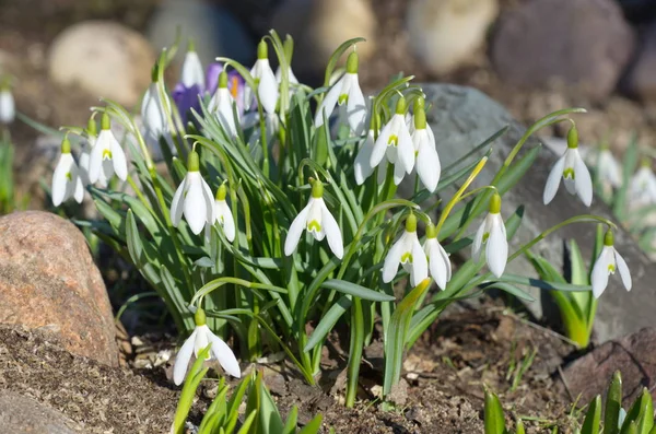 Flores de nieve de primavera en el jardín —  Fotos de Stock