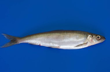 Taze balık vendace bir mavi plastik kesme tahtası üzerinde