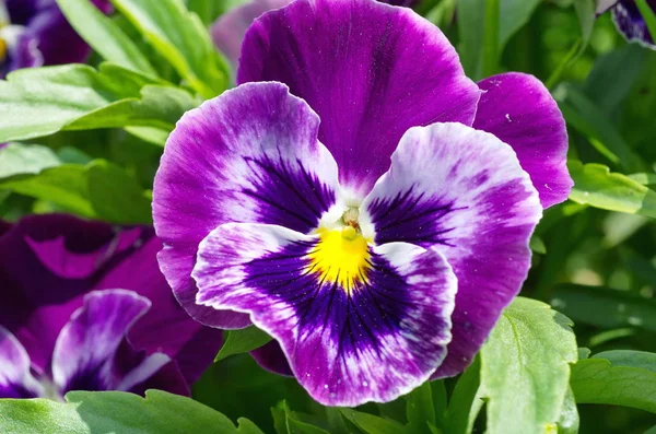 Viola tricolor closeup — Fotografia de Stock