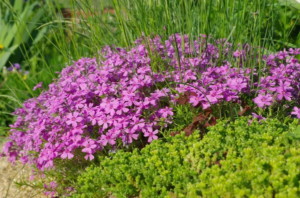 Blommor Phlox subulate i trädgården — Stockfoto