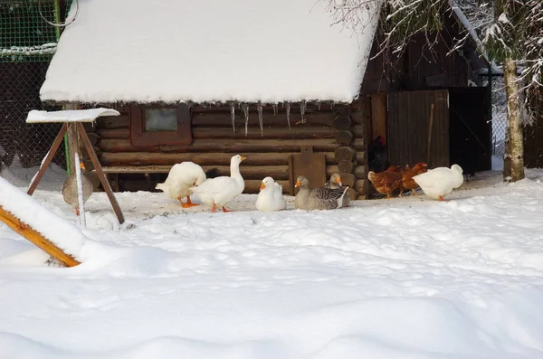 Le oche si nutrono in inverno all'aperto — Foto Stock