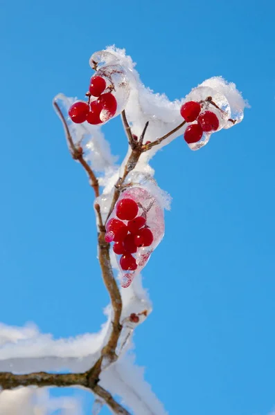Frozen berries of viburnum on a background of blue sky — Stock Photo, Image