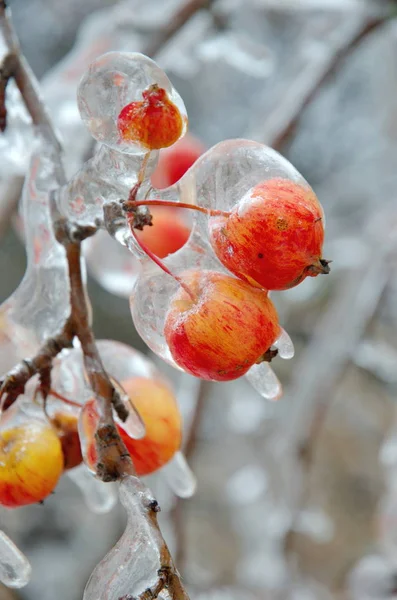 Замороженные яблоки на ветке крупным планом — стоковое фото