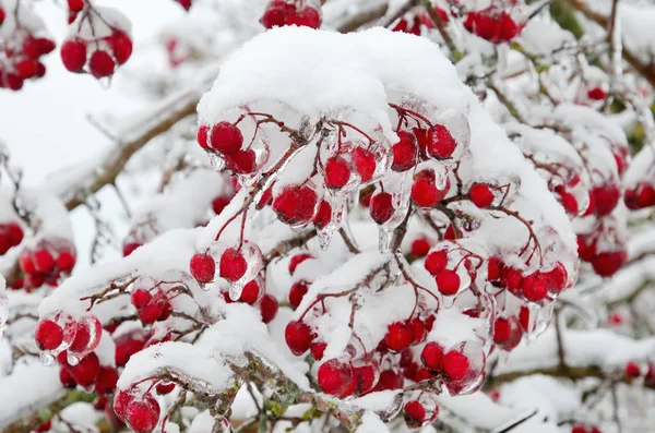 Холодные ягоды боярышника — стоковое фото