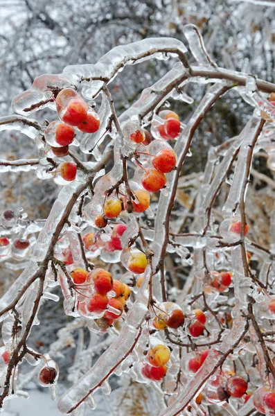 Замороженные яблоки на ветвях — стоковое фото