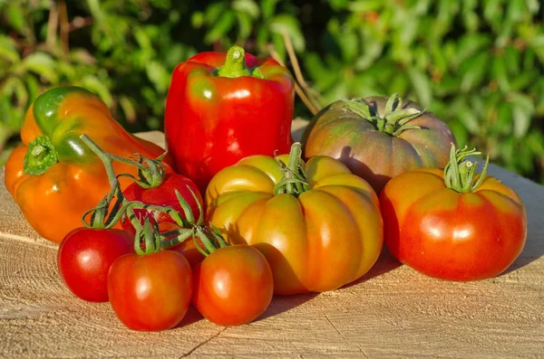 La récolte des légumes en plein air — Photo