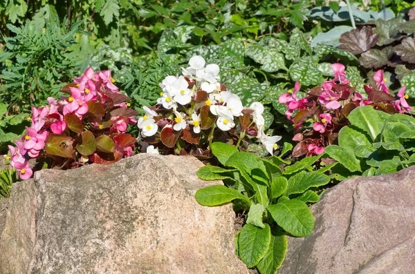 Blommande begonia i sommar — Stockfoto