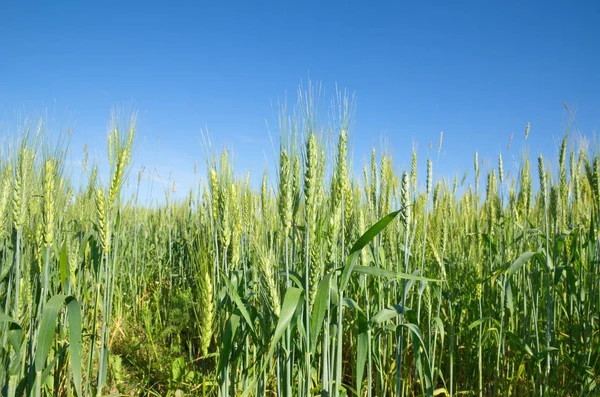Green ears of rye against the blue sky Royalty Free Stock Images