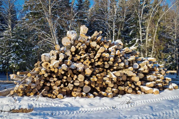 Felled trees near the forest — Stock Photo, Image