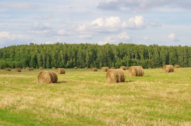 Alanda saman yığınları ile yaz manzara