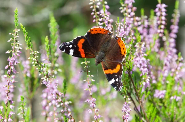 Admiral butterfly on a flowering Heather
