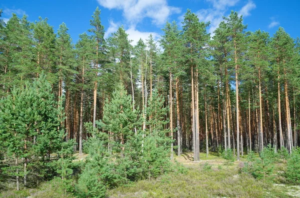 Paisaje de verano con bosque — Foto de Stock