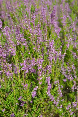 Bir yaz gününde çiçek açan Heather
