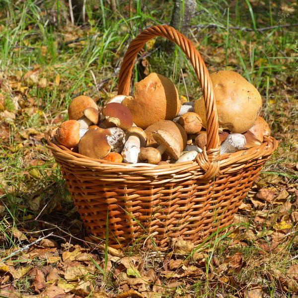 грибы в корзине