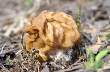Gyromitra sıradan ormanda