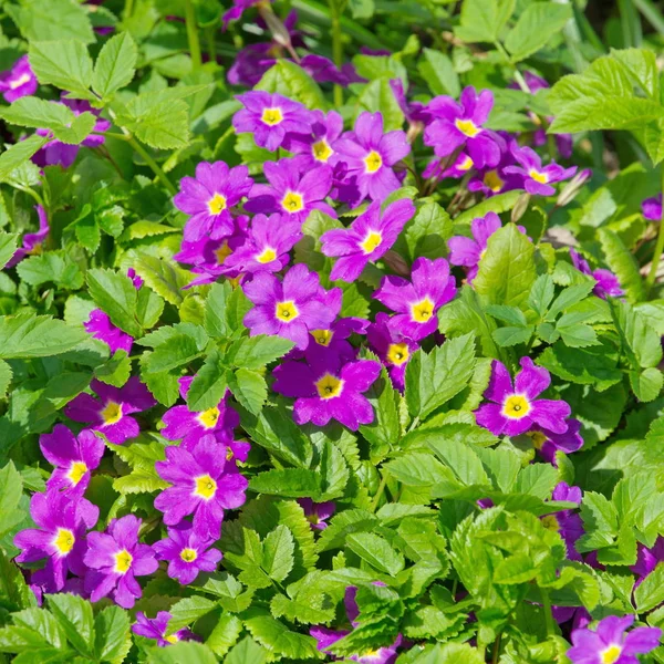 Spring flowers - Primula juliae — Stock Photo, Image