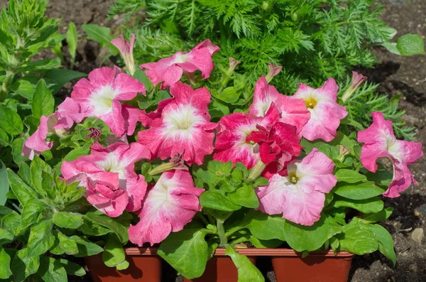 Pink Petunia в контейнерах — стоковое фото