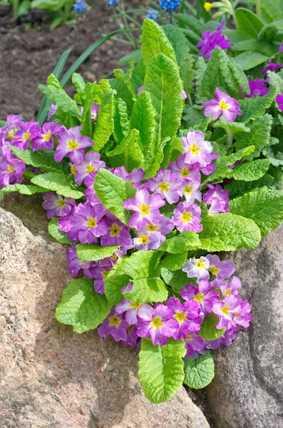 Primula vulgaris σε ένα παρτέρι — Φωτογραφία Αρχείου