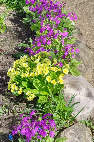 Blumenbeet mit Frühlingsblumen — Stockfoto