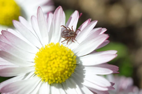 Tik (lat. Acarina) pada bunga Daisy — Stok Foto