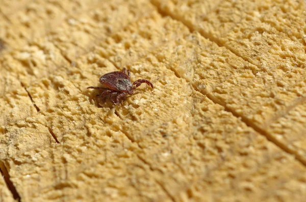 Ahşap bir yüzeyde Tick (Enlem. Tick)