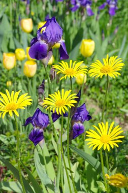 Flowerbed sarı ve mor çiçekler