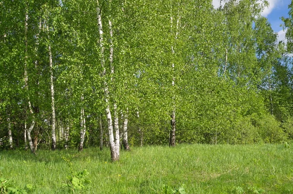 Frühlingslandschaft mit Birken — Stockfoto