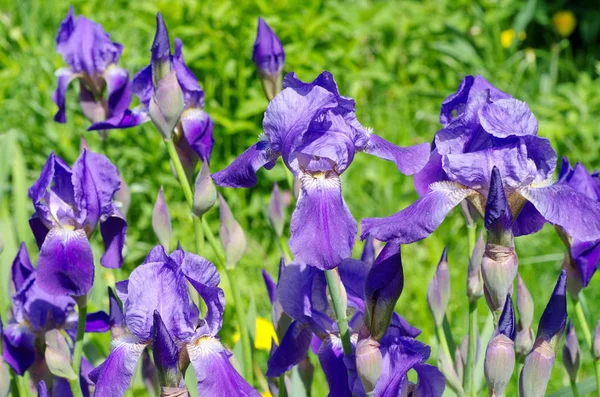 Lila skäggig Iris (lat. Iris barbatus) närbild — Stockfoto