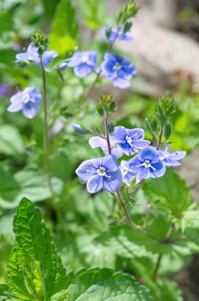 Flores azules Veronica chamaedrys —  Fotos de Stock