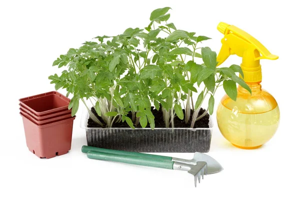 Piantine di pomodoro in un contenitore di plastica — Foto Stock