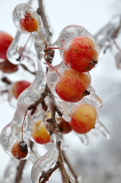 Яблоки на ветке во льду — стоковое фото