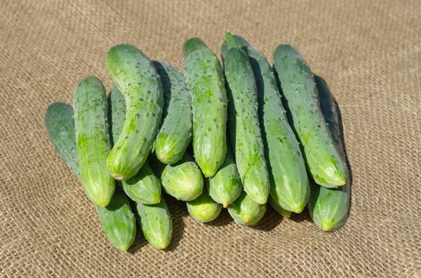 Fresh cucumbers on the burlap — Stock Photo, Image