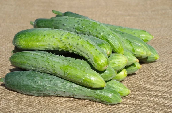 Fresh cucumbers on the burlap — Stock Photo, Image