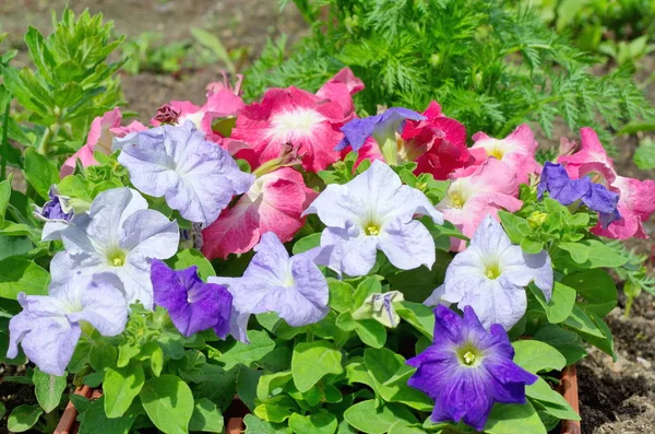 Fiori di petunia colorati in giardino — Foto Stock