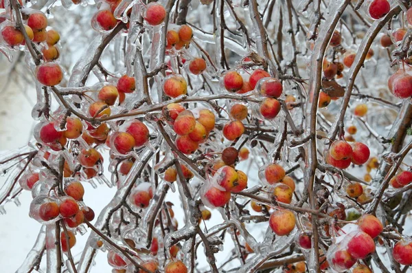 Яблоки на ветке во льду — стоковое фото