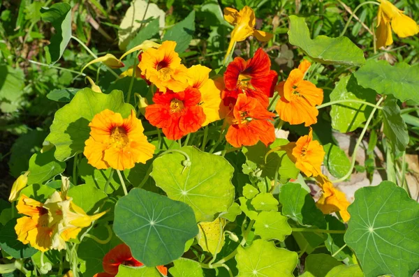 Sarı ve turuncu nasturtiums çiçekler — Stok fotoğraf