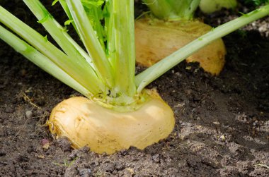 Şalgam closeup bahçede