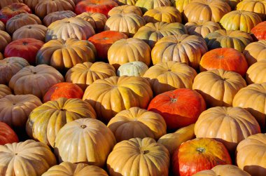 Hasat olgun pumpkins, arka plan